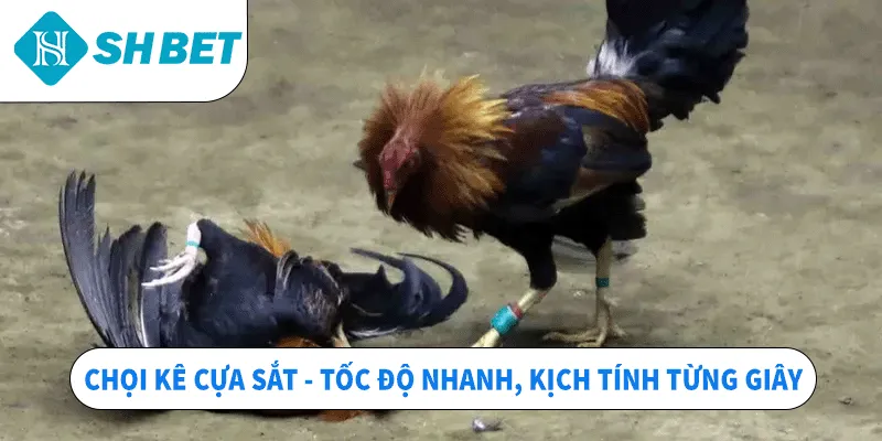 Đá Gà SHBET – Sân Chơi Chọi Kê Hấp Dẫn Top 1 Hiện Nay