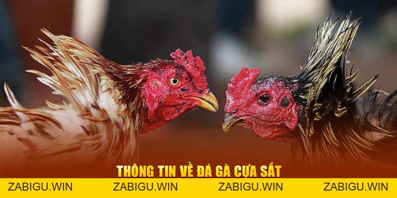 Đá Gà Cựa Sắt - Khám Phá Hình Thức Thi Đấu Hấp Dẫn Tại SHBET
