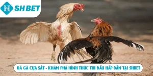 Đá Gà SHBET – Sân Chơi Chọi Kê Hấp Dẫn Top 1 Hiện Nay