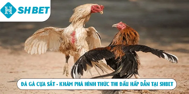 Đá Gà Cựa Sắt - Khám Phá Hình Thức Thi Đấu Hấp Dẫn Tại SHBET