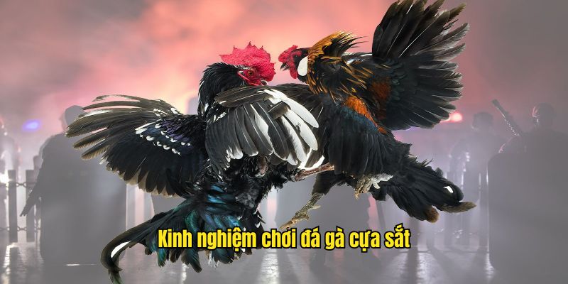 Đá Gà Cựa Sắt - Khám Phá Hình Thức Thi Đấu Hấp Dẫn Tại SHBET