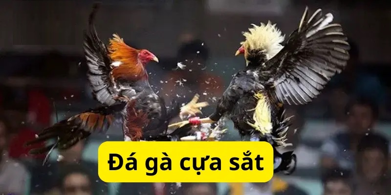Đá Gà Cựa Sắt - Khám Phá Hình Thức Thi Đấu Hấp Dẫn Tại SHBET