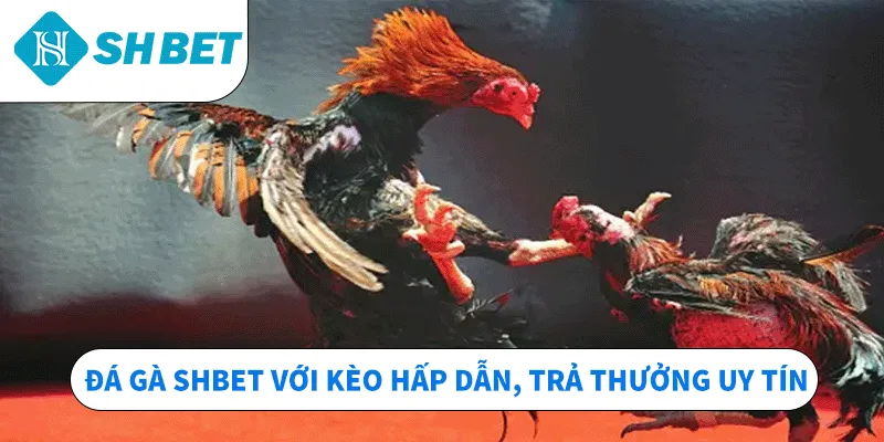 Đá Gà SHBET – Sân Chơi Chọi Kê Hấp Dẫn Top 1 Hiện Nay