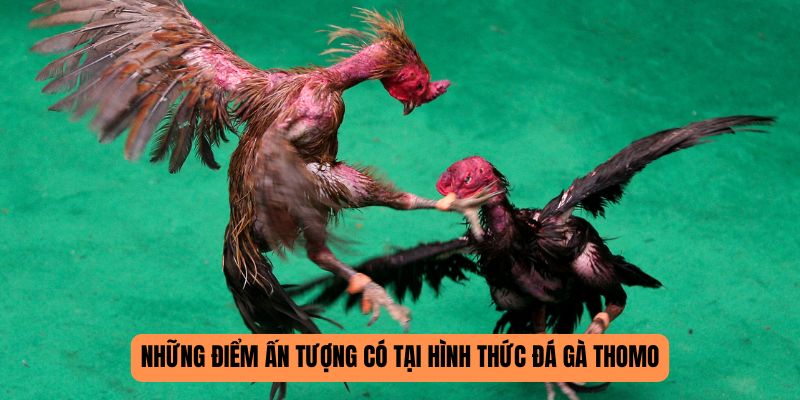Đá Gà Thomo SHBET - Cuộc So Tài Của Những Chiến Kê Lừng Danh