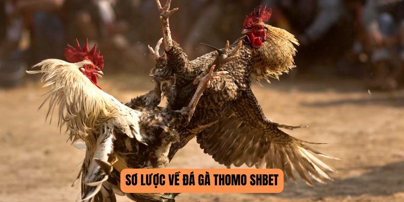 Đá Gà Thomo SHBET - Cuộc So Tài Của Những Chiến Kê Lừng Danh