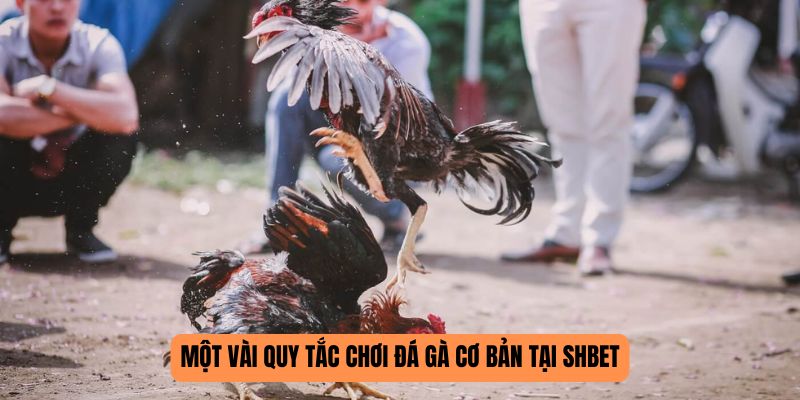 Đá Gà Thomo SHBET - Cuộc So Tài Của Những Chiến Kê Lừng Danh