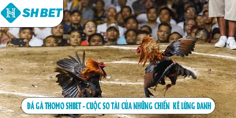 Đá Gà Thomo SHBET - Cuộc So Tài Của Những Chiến Kê Lừng Danh
