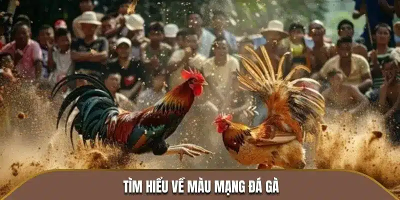 Màu mạng đá gà Shbet Cập Nhật Thông Tin Tổng Quan Cho Bạn