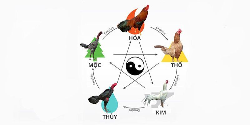 Màu mạng đá gà Shbet Cập Nhật Thông Tin Tổng Quan Cho Bạn