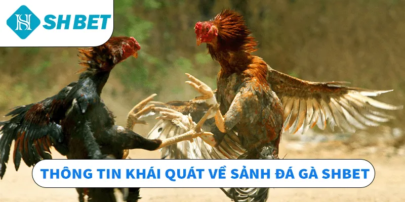 Đá Gà SHBET – Sân Chơi Chọi Kê Hấp Dẫn Top 1 Hiện Nay