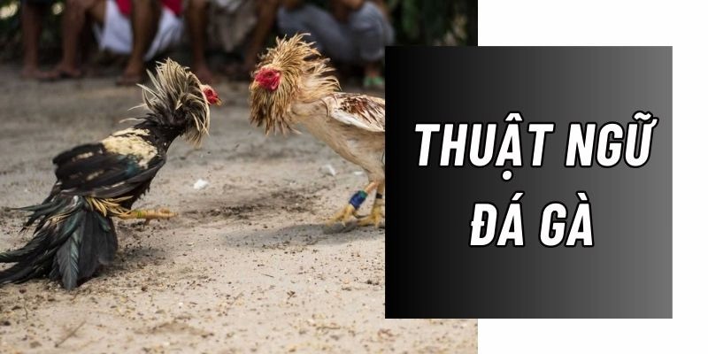 Thuật Ngữ Đá Gà SHBET - Tổng Hợp Các Thuật Ngữ Phổ Biến Nhất
