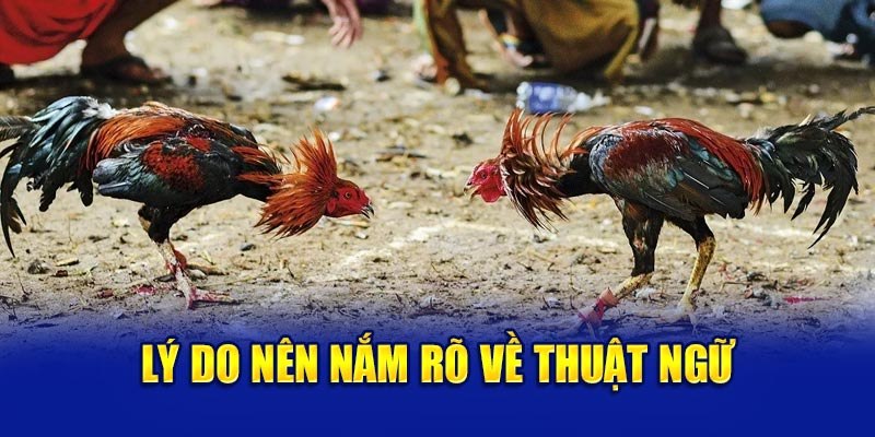 Thuật Ngữ Đá Gà SHBET - Tổng Hợp Các Thuật Ngữ Phổ Biến Nhất