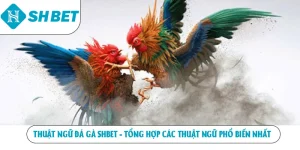 Đá Gà SHBET – Sân Chơi Chọi Kê Hấp Dẫn Top 1 Hiện Nay
