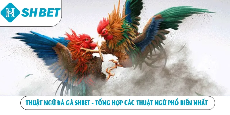 Thuật Ngữ Đá Gà SHBET - Tổng Hợp Các Thuật Ngữ Phổ Biến Nhất