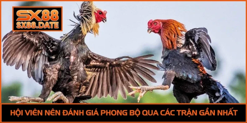 Đá Gà SX88 - Trải Nghiệm Đấu Trường Siêu Đỉnh Cao 2026 Đá Gà SX88 - Trải Nghiệm Đấu Trường Siêu Đỉnh Cao 2026