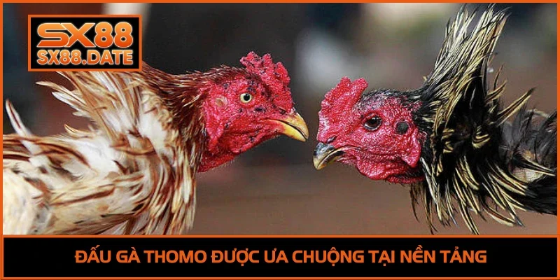 Đá Gà SX88 - Trải Nghiệm Đấu Trường Siêu Đỉnh Cao 2026 Đá Gà SX88 - Trải Nghiệm Đấu Trường Siêu Đỉnh Cao 2026