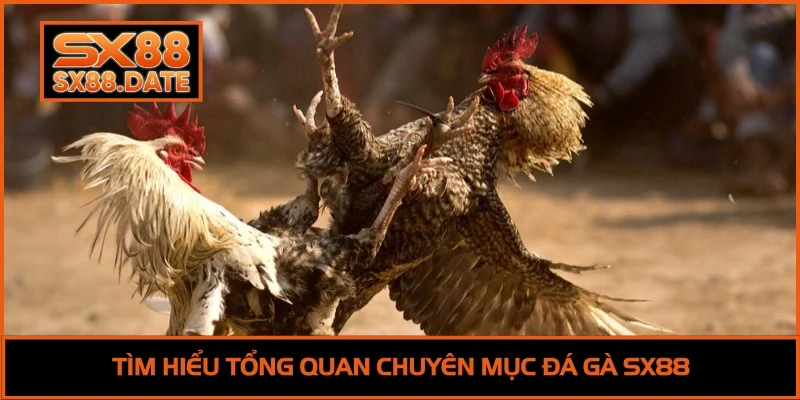 Đá Gà SX88 - Trải Nghiệm Đấu Trường Siêu Đỉnh Cao 2026 Đá Gà SX88 - Trải Nghiệm Đấu Trường Siêu Đỉnh Cao 2026